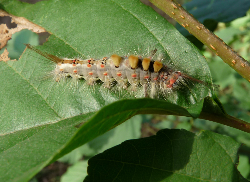 Larva di Lymantriidae